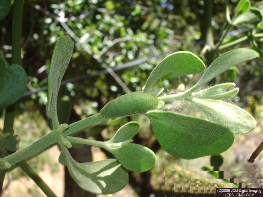 Great Purple Hairstreak mature larva